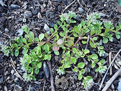 portulaca oleracea